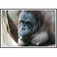 ООО ПКФ "ДеД"